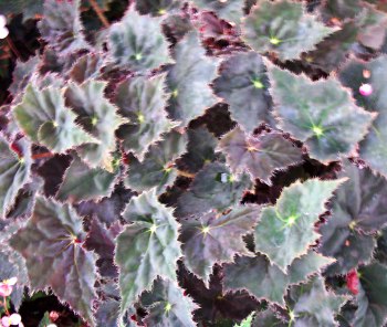 B. ‘Brown Derby’